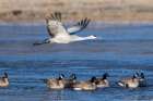 A sandhill cranes flies over Canadian geese of Bosque del Apache NWR, New Mexico. Art Print